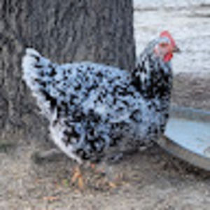 Meet your Posher, Jackie